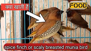 spice finch or scaly breasted munia bird diet or food