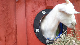 Feeding a goat through a hole in the wall- Jonesborough Tennessee