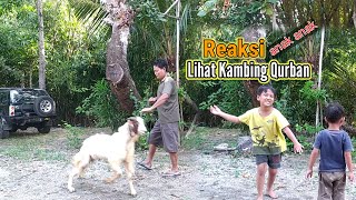 Reaksi anak anak Lihat Kambing