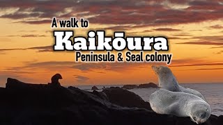 FINDING SEALS AT KAIKŌURA 🇳🇿 |Pinay in New Zealand