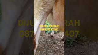 dijual murah domba garut bibitan hamil