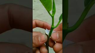 #jackfruit #gardening #shortvideo #farming #viralvideo #jackfruitgrafting #naturefarm #propagation