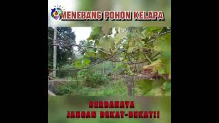 BLANDONG, Menebang Pohon Kelapa