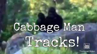 Cabbage Man Tracks!