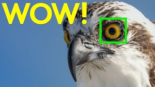 INCREDIBLE Bird Eye Auto Focus! (Sony a1)