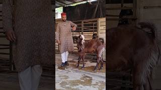 Hyderabadi Goats🐐 2.male available