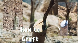 how to graft please watch...#kotkhai #shimla #himachal #graft