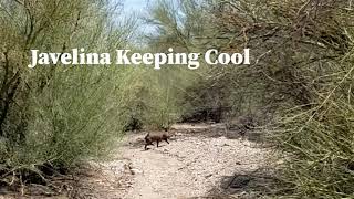 Javelina Keeping Cool