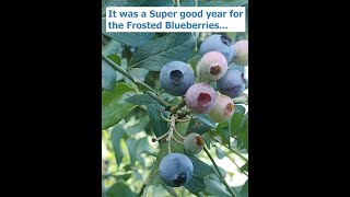 2022 Blueberries summer crop harvest in review