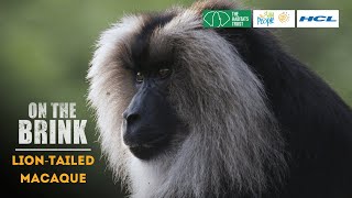 On the Brink S2: Lion-tailed Macaque | Trailer