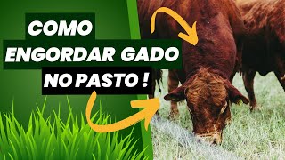 COMO ENGORDAR GADO NO PASTO !