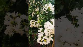 flowers during goan monsoon. #monsoon #goan #goa #shorts #trending #viral #youtubeshorts #trend