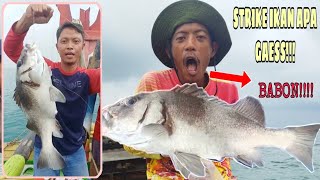 Streek Ikan Gerok Babon,, Spot Limbangan Indramayu!!!