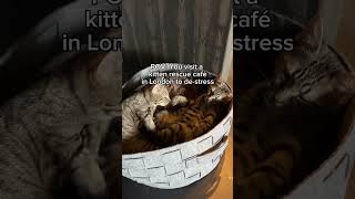 Rescue KITTEN café 🐈 #JavaWhiskers #KittenCafe #CatCafe #Kitten #londonthingstodo