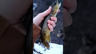 Putting in Work Before Work!! #shorts #subscribe #fish #fishing #winter #browntrout #river