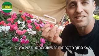 טיפים לגידול רקפות