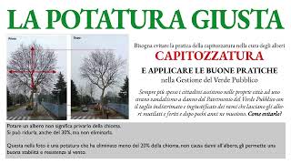 Alberi, La giusta potatura.