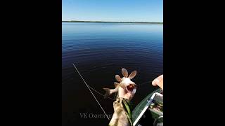 Полностью сожрала воблер #рыбалка #щука #спининг #fishing #pike #pikefishing