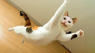 SILLY CATS are here to MAKE YOU LAUGH! 😆 Funny Cat videos 😂