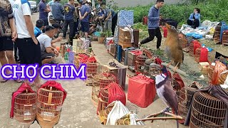 MÙA CHIM NON ĐÃ ĐẾN NGẬP TRÀN CHỢ CHIM CẢNH LỚN NHẤT LẠNG SƠN