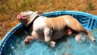 Bulldogs Playing in Pools