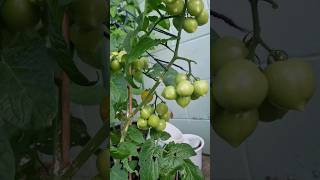 Our Home garden Dec 2023 #tomato #garden #auckland