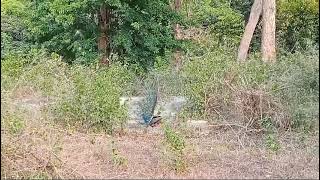 peacock #beautiful bird#dance #peacock dance #peacock open feathers