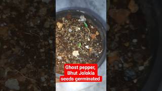 ভুত জোলোকিয়া মরিচ বীজের অঙ্কুরোদগম | Germination of Ghost Pepper seeds | Bhoot Jolokia