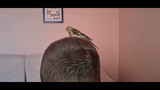 Dody my hand fed hybrid bird standing on my son's head #animals #birds #dody #hybrid #pets #vip #fyp