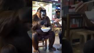 Gorilla eating noodles with chopsticks 🥢 #ai #aivideo #shorts