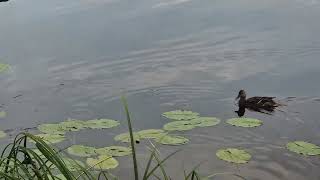 Antis rūkė #lake #duck