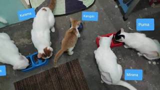 Five rescued kittens | Puspins