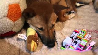 Puppy loves to listen to music and sleep - device created with Littlebits