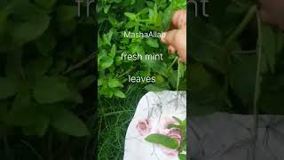 Home garden | fresh mint leaves