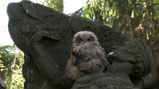 ( bubo bubo) Uhunachwuchs erwacht am Morgen  080621- 06.15