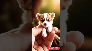 Want CUTE DOG VIDEOS? Watch This Now!