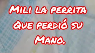 Mili la perrita que perdió su extremidad su mano.