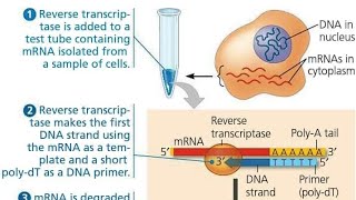 Transcription to Translation in Nucleus