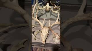 My shed collection ever since I started shed hunting last spring