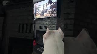 This dog loves movies #trending #dog #pets #bully #americanbully #cute #furbaby