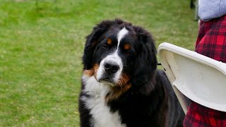 Are Bernese Mountain Dogs good with babies?