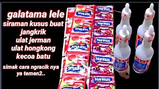 racikan siraman jangkrik ulat dan kecoa