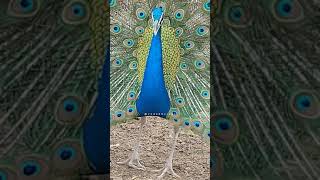 Rare Video Of Peacock Dance || Sound Of Peacock Wings || Mor Ka Nach || Vedabh Vlogs