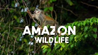 আমাজন বন্যপ্রাণী | Amazon Wildlife in Bangla