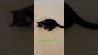 Willow the Cat being playful 🐈‍⬛😻 #love #cute #animals