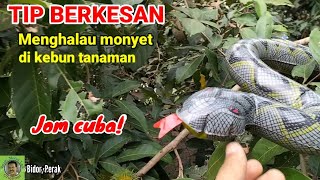 TIP/CARA BERKESAN MENGHALAU MONYET