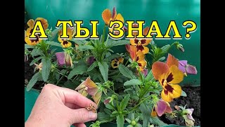 ВИОЛА из своих семян🌻🌻🌻 Сеем на рассаду в ИЮНЕ🌱🌱🌱