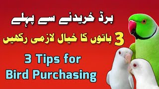 Tips for birds purchasing | check birds before purchasing