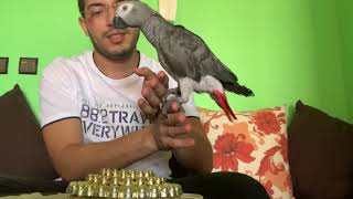 Funny Parrots Videos Compilation😂Behind the Scene 🐦 كواليس 😂أطرف الببغاوات المضحكة 😂