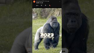 2023 Gorilla 🦍🦍 vs 5000 Gorilla 🦍🦍 #viral #shorts